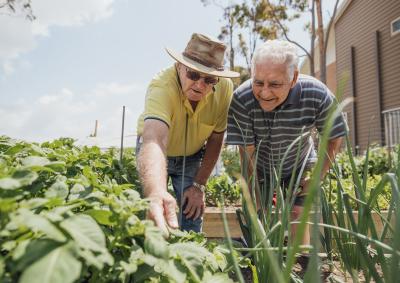 Two older men gardening in a veggie patch.