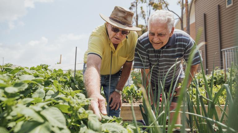 Two older men gardening in a veggie patch.